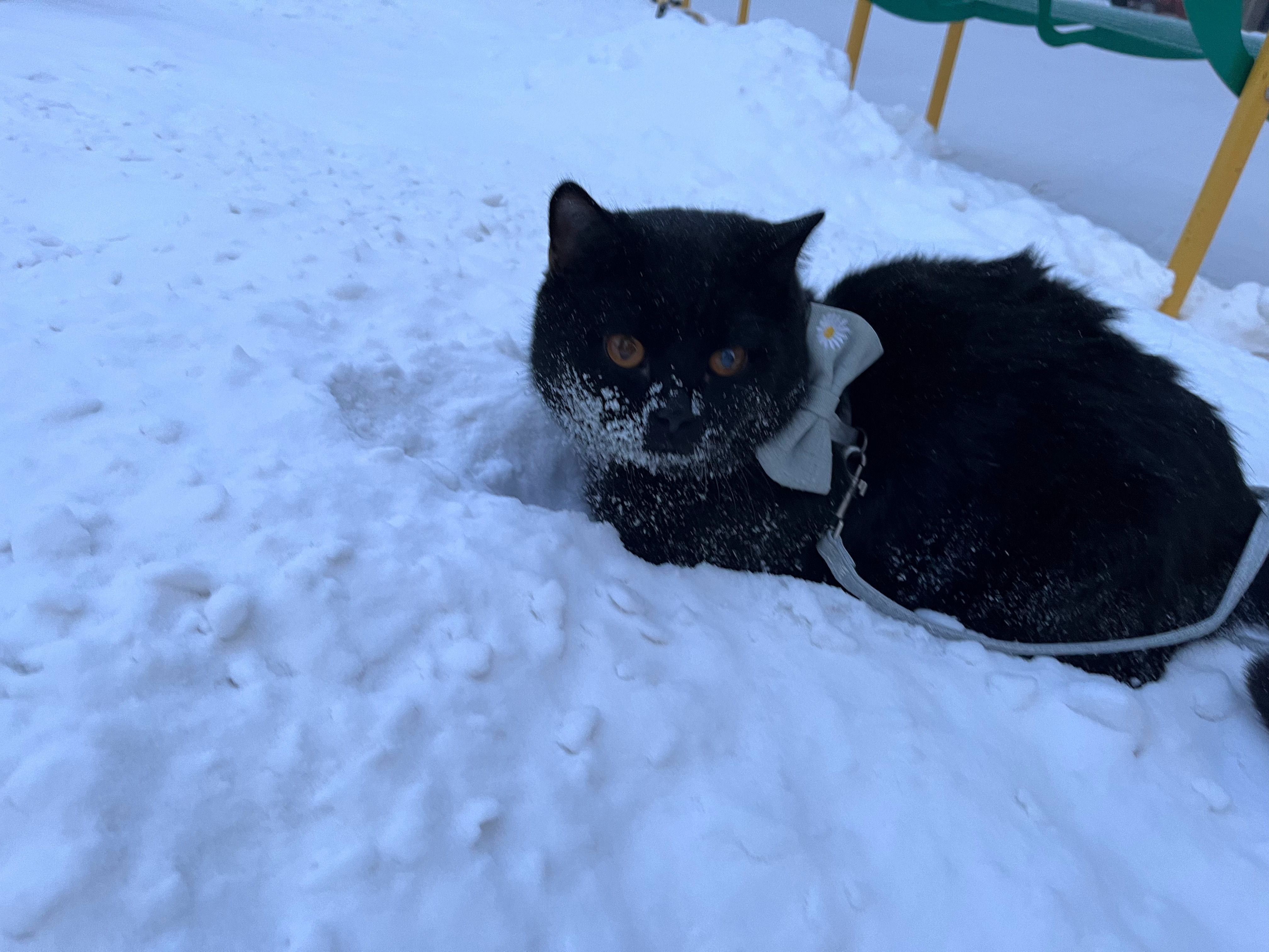 猫猫草场下雪了，我观察到一个奇怪的现象