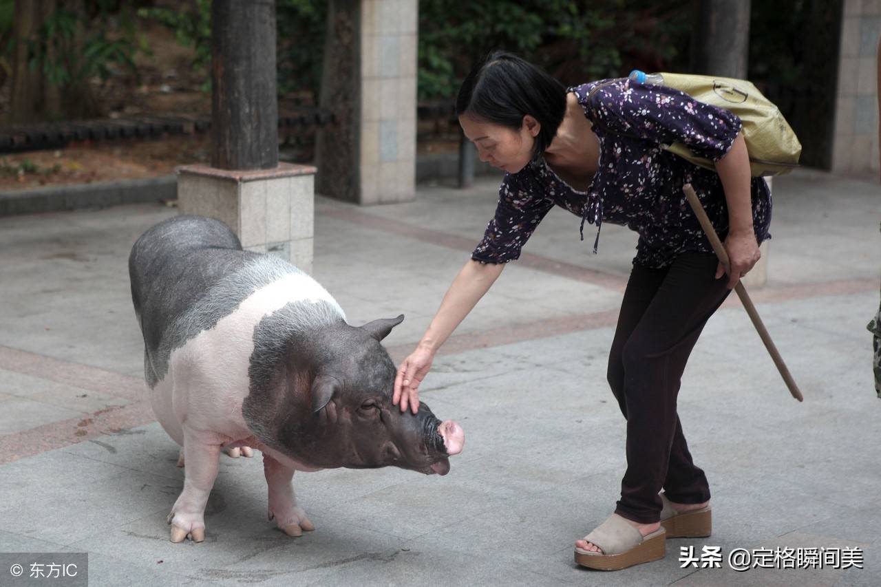 女子家养巨猪揭秘，为何30斤大肥猪的养护胜过狗狗？香港视角深度剖析