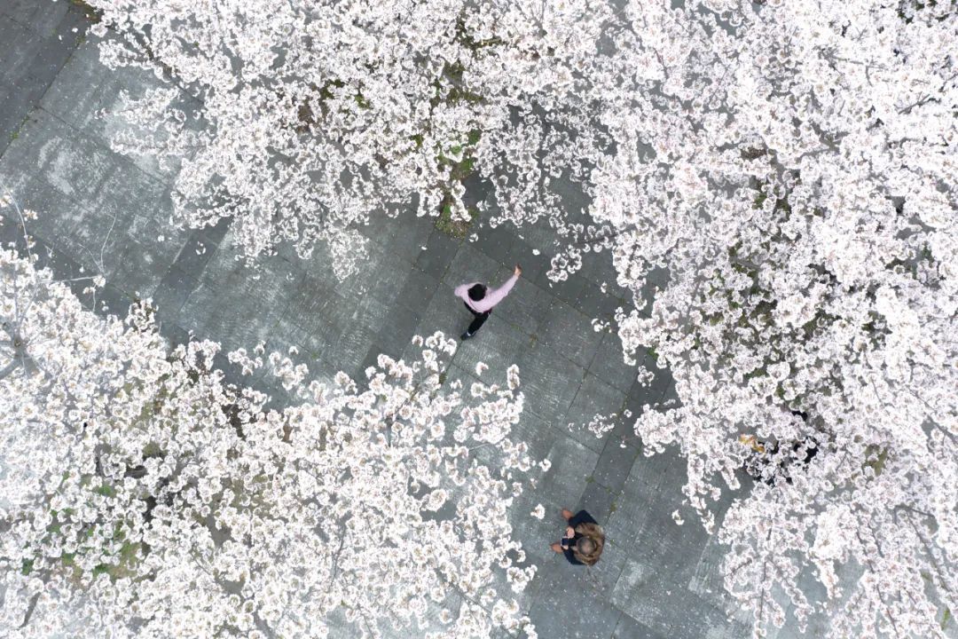 樱花树下人潮涌动，揭秘春季赏樱现象背后的故事